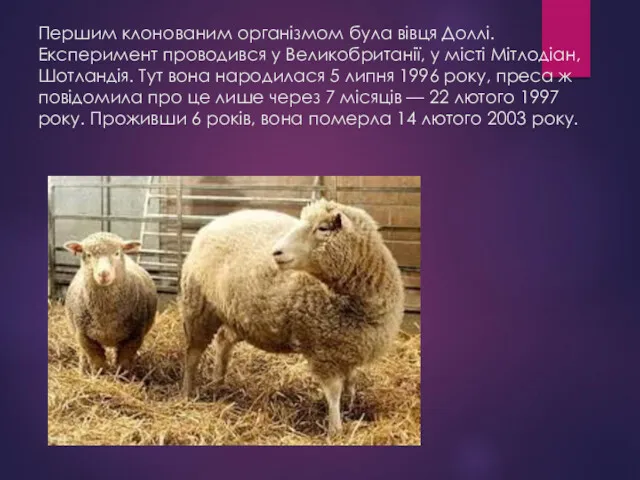 Першим клонованим організмом була вівця Доллі. Експеримент проводився у Великобританії,
