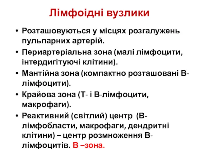 Лімфоідні вузлики Розташовуються у місцях розгалужень пульпарних артерій. Периартеріальна зона