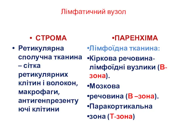 Лімфатичний вузол СТРОМА Ретикулярна сполучна тканина – сітка ретикулярних клітин