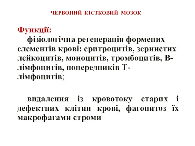 ЧЕРВОНИЙ КІСТКОВИЙ МОЗОК Функції: фізіологічна регенерація формених елементів крові: еритроцитів,