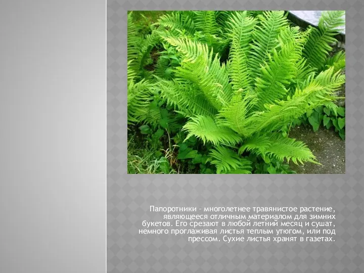 Папоротники – многолетнее травянистое растение, являющееся отличным материалом для зимних