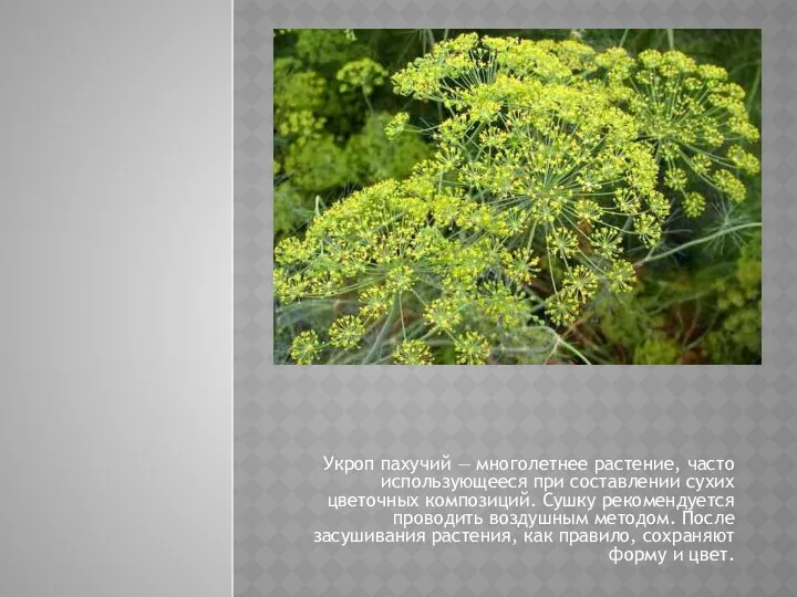 Укроп пахучий — многолетнее растение, часто использующееся при составлении сухих