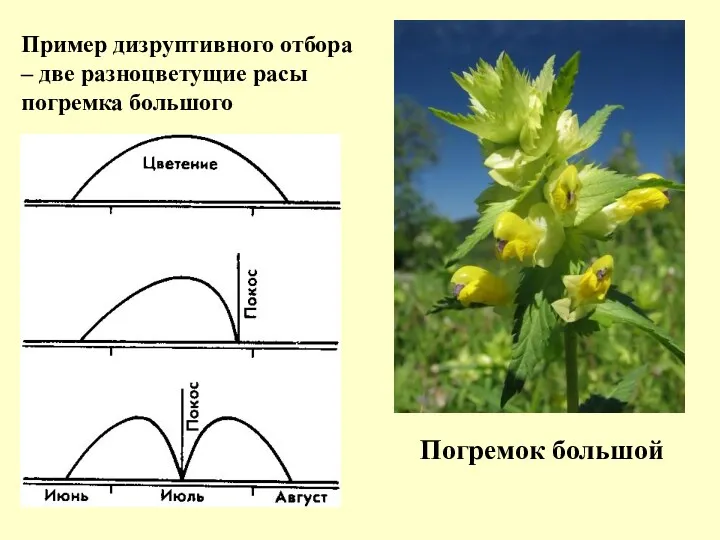 Погремок большой Пример дизруптивного отбора – две разноцветущие расы погремка большого
