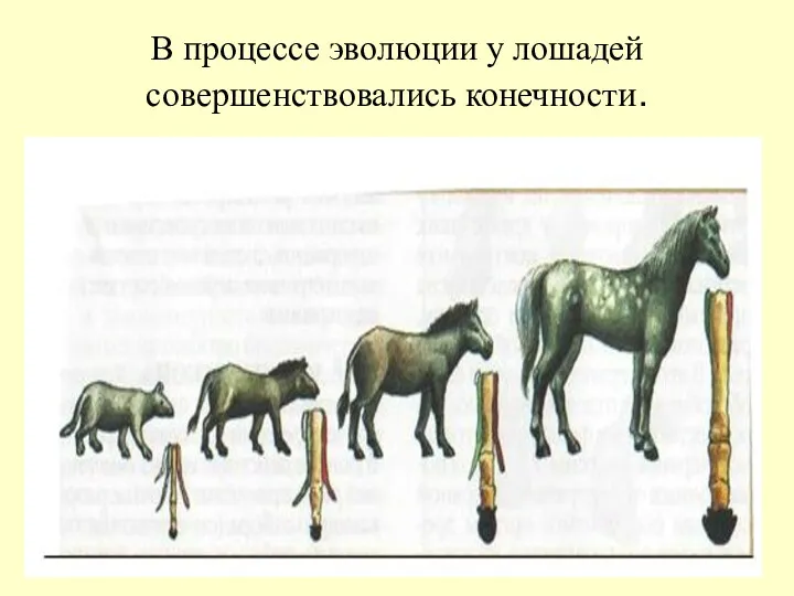 В процессе эволюции у лошадей совершенствовались конечности.