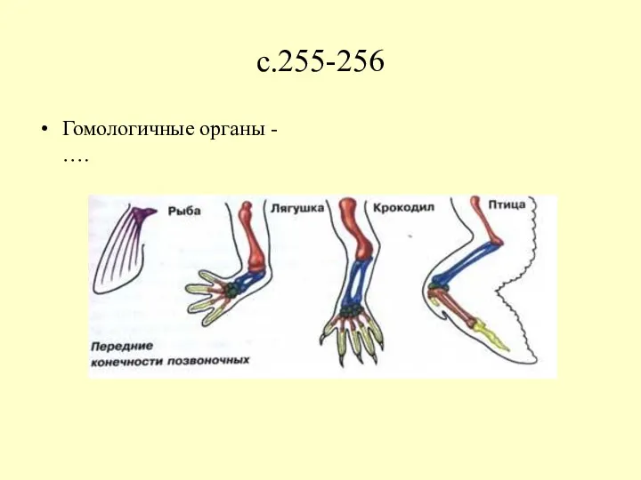 с.255-256 Гомологичные органы - ….