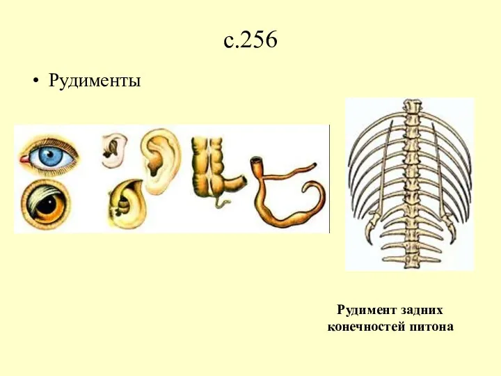 с.256 Рудименты Рудимент задних конечностей питона