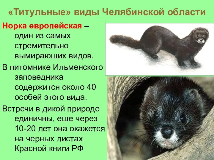 «Титульные» виды Челябинской области Норка европейская – один из самых