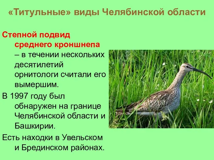 «Титульные» виды Челябинской области Степной подвид среднего кроншнепа – в