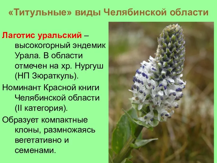 «Титульные» виды Челябинской области Лаготис уральский – высокогорный эндемик Урала.
