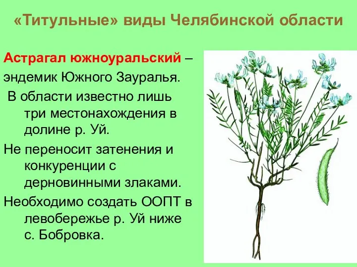 «Титульные» виды Челябинской области Астрагал южноуральский – эндемик Южного Зауралья.