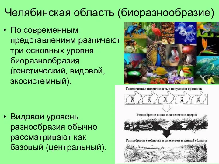 Челябинская область (биоразнообразие) По современным представлениям различают три основных уровня