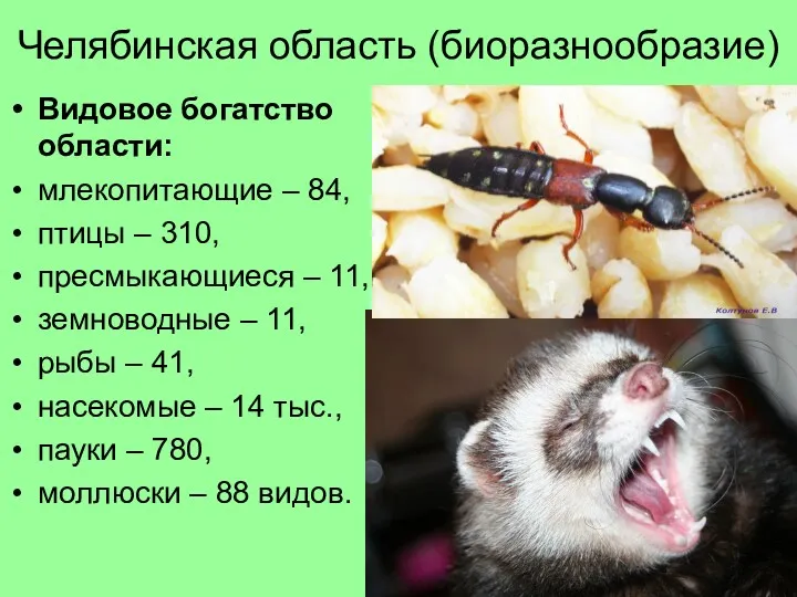 Челябинская область (биоразнообразие) Видовое богатство области: млекопитающие – 84, птицы