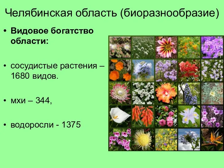 Челябинская область (биоразнообразие) Видовое богатство области: сосудистые растения – 1680