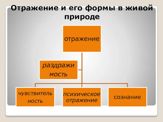 Отражение и его формы в живой природе