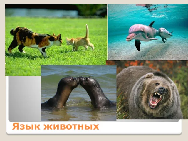 Язык животных