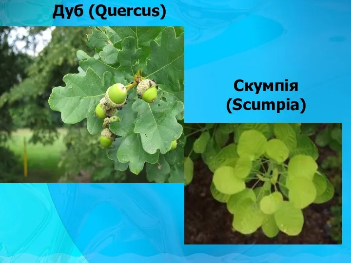 Дуб (Quercus) Cкумпія (Scumpia)