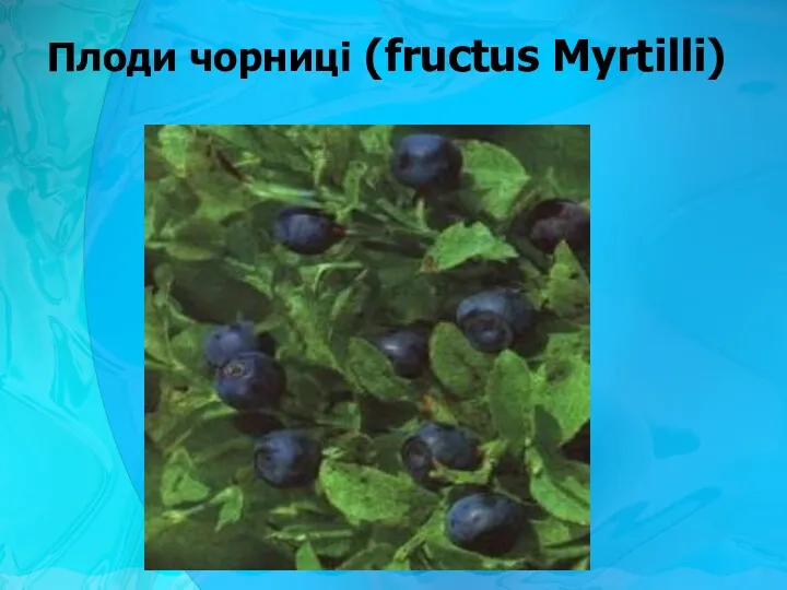 Плоди чорниці (fructus Myrtilli)