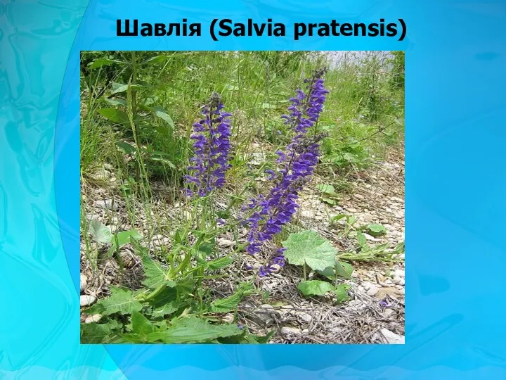 Шавлія (Salvia pratensis)