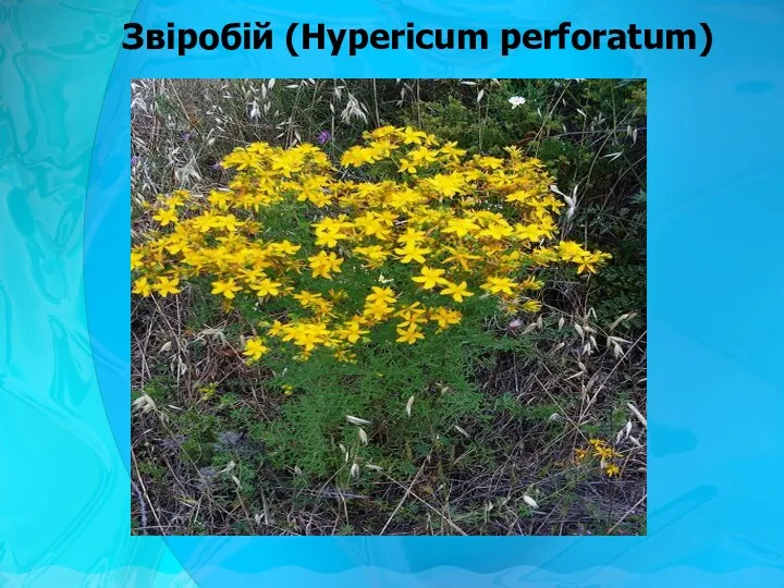 Звіробій (Hypericum perforatum)