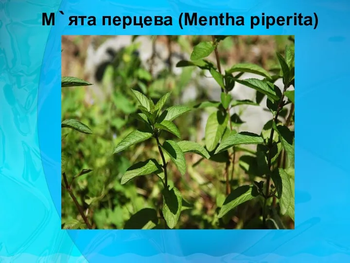 М`ята перцева (Mentha piperita)