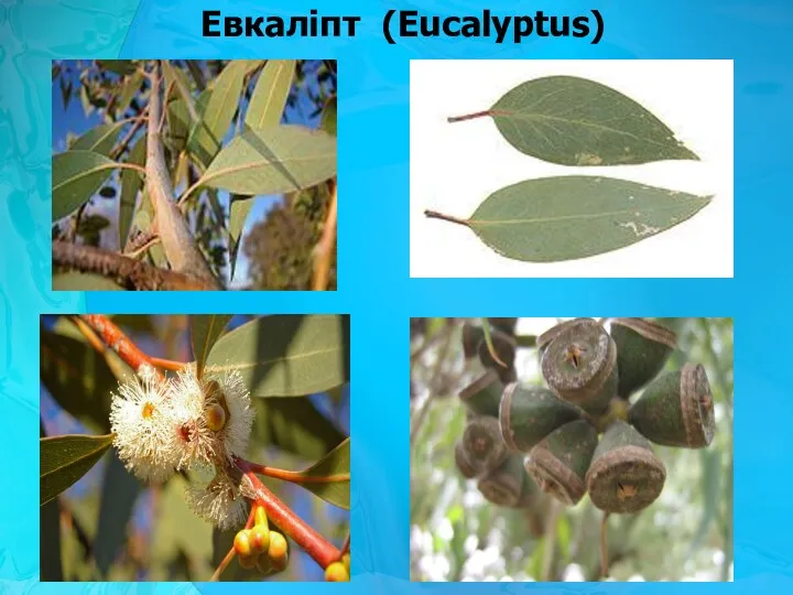 Евкаліпт (Eucalyptus)