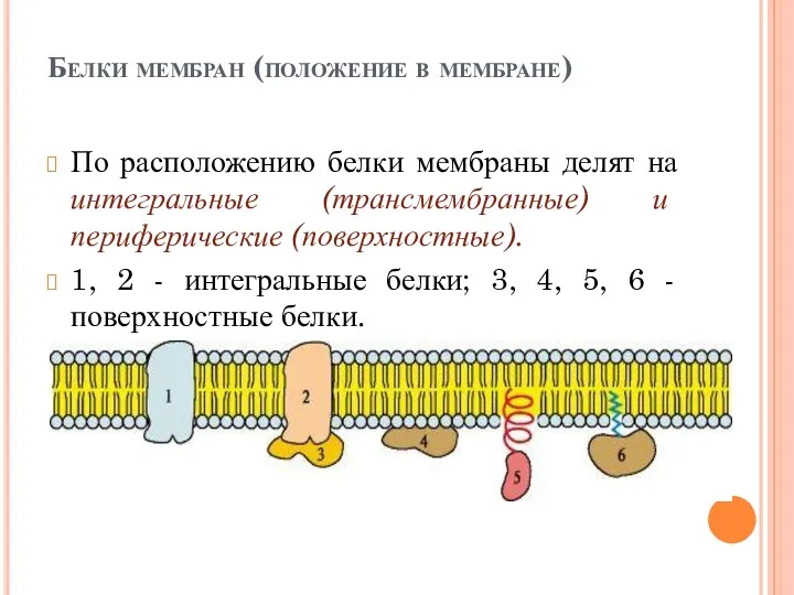 Белки мембран (положение в мембране) По расположению белки мембраны делят