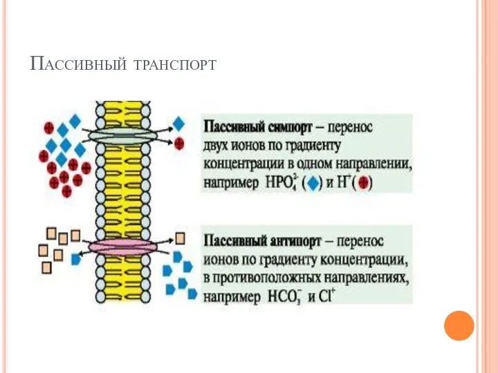 Пассивный транспорт