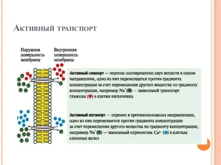 Активный транспорт