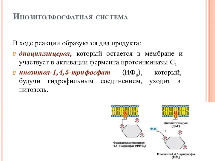 Инозитолфосфатная система В ходе реакции образуются два продукта: диацилглицерол, который