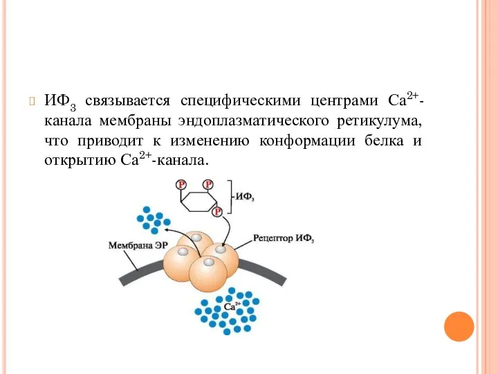 ИФ3 связывается специфическими центрами Са2+- канала мембраны эндоплазматического ретикулума, что