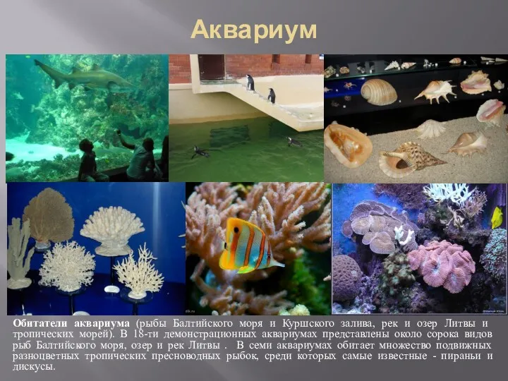 Аквариум Обитатели аквариума (рыбы Балтийского моря и Куршского залива, рек