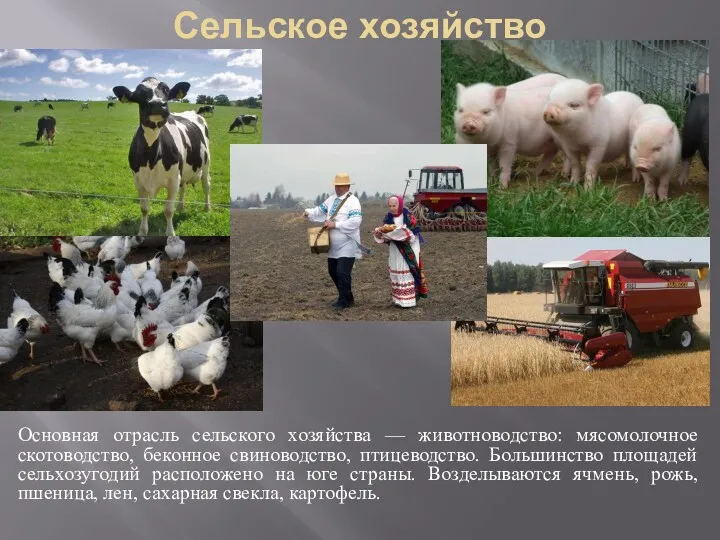 Сельское хозяйство Основная отрасль сельского хозяйства — животноводство: мясомолочное скотоводство,