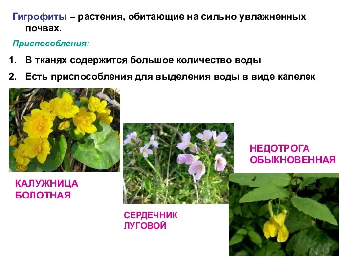 Гигрофиты – растения, обитающие на сильно увлажненных почвах. Приспособления: В тканях содержится большое