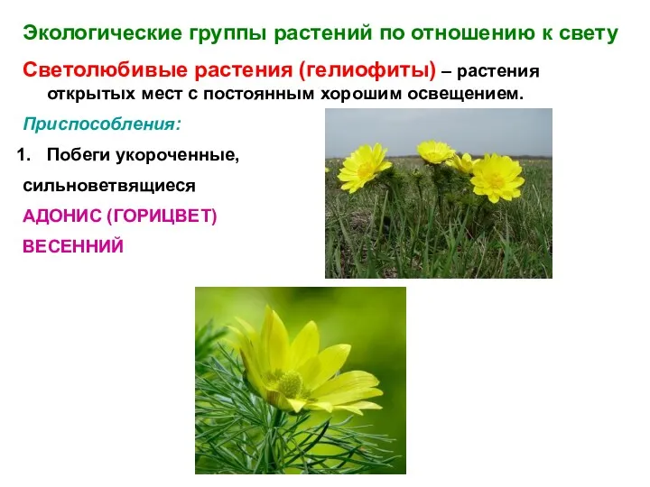 Экологические группы растений по отношению к свету Светолюбивые растения (гелиофиты) – растения открытых