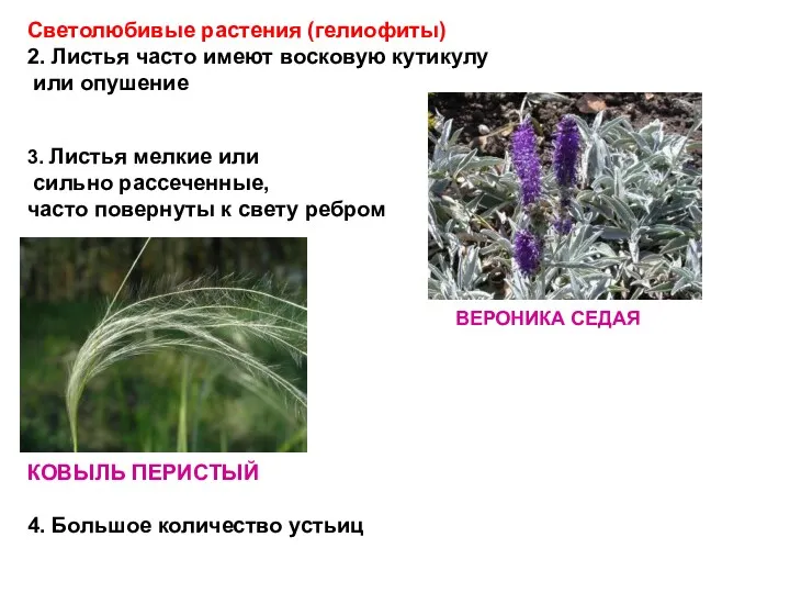 Светолюбивые растения (гелиофиты) 2. Листья часто имеют восковую кутикулу или опушение 3. Листья