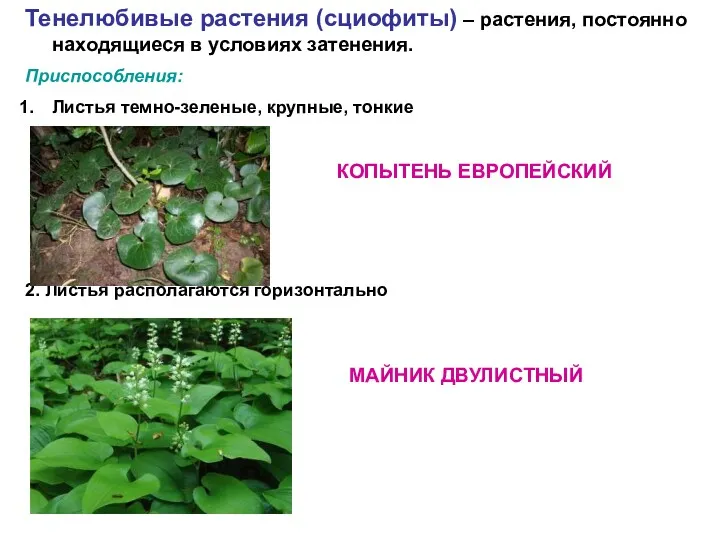Тенелюбивые растения (сциофиты) – растения, постоянно находящиеся в условиях затенения. Приспособления: Листья темно-зеленые,