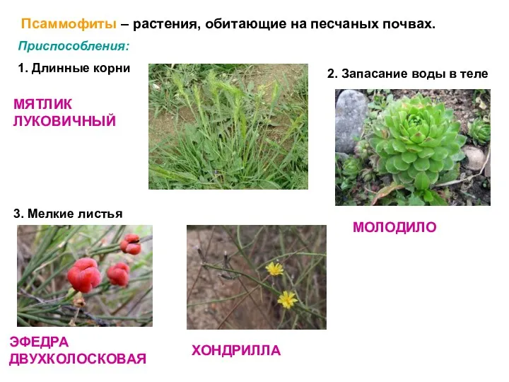 Псаммофиты – растения, обитающие на песчаных почвах. Приспособления: 1. Длинные корни МЯТЛИК ЛУКОВИЧНЫЙ