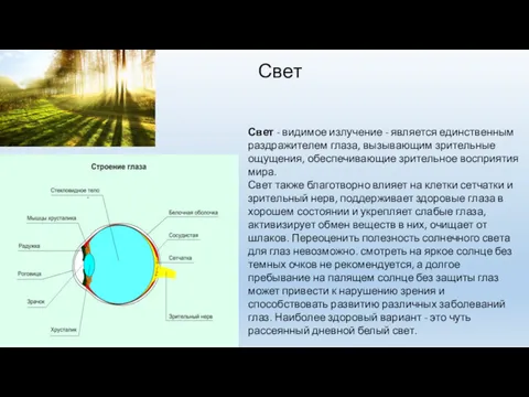 Свет Свет - видимое излучение - является единственным раздражителем глаза,