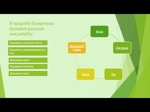 В природе биоценозы бывают разного масштаба: Биоценоз меховой кочки Биоценоз