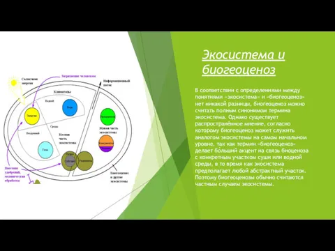 Экосистема и биогеоценоз В соответствии с определениями между понятиями «экосистема»
