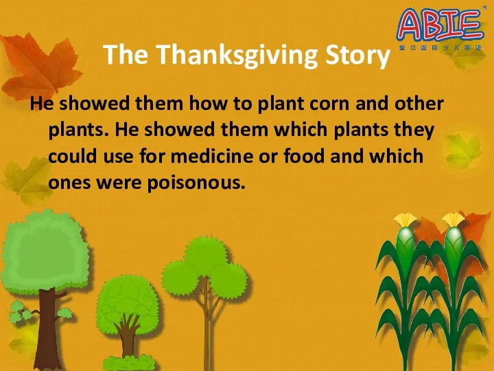 The Thanksgiving Story He showed them how to plant corn