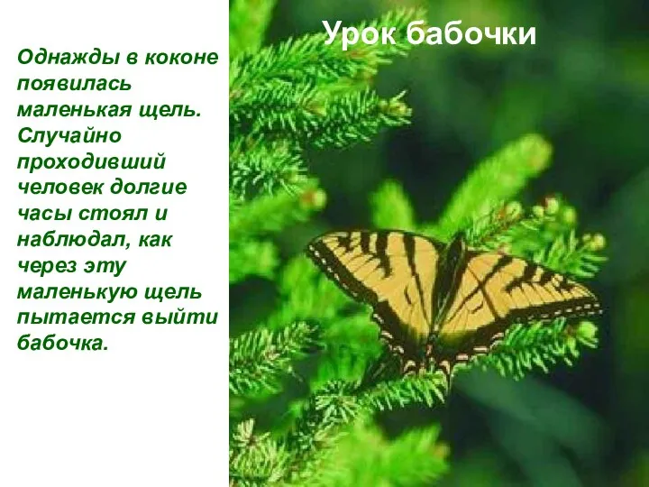 Урок бабочки Однажды в коконе появилась маленькая щель. Случайно проходивший