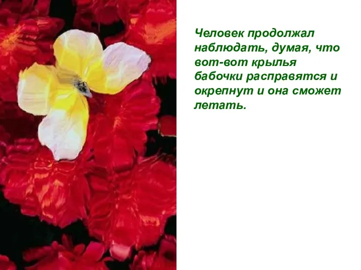 Человек продолжал наблюдать, думая, что вот-вот крылья бабочки расправятся и окрепнут и она сможет летать.