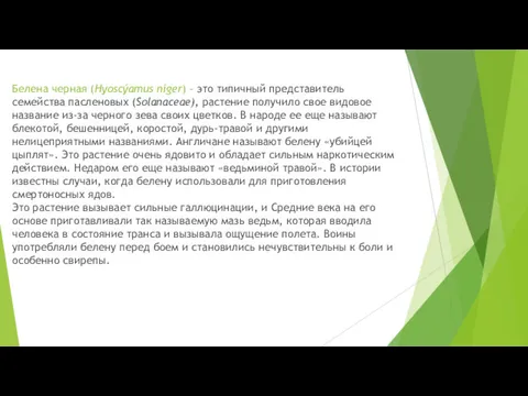 Белена черная (Hyoscýamus níger) – это типичный представитель семейства пасленовых