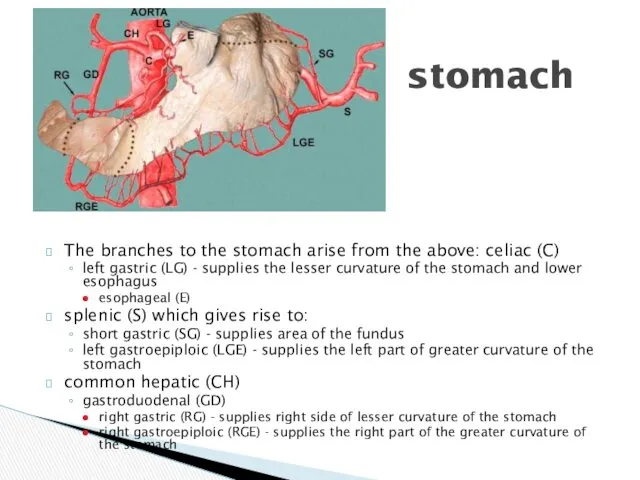 The branches to the stomach arise from the above: celiac (C) left gastric