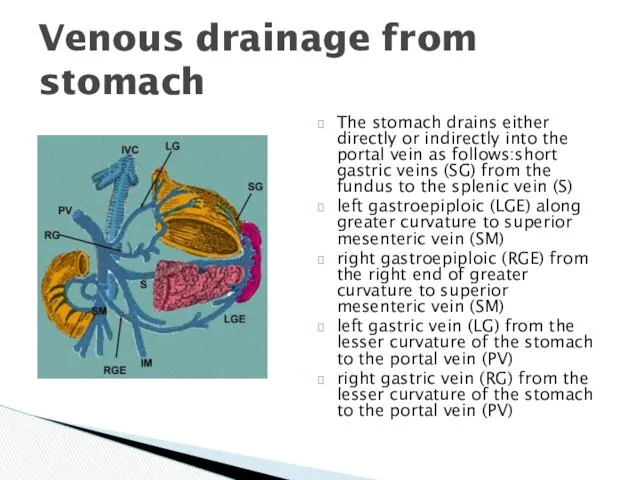 The stomach drains either directly or indirectly into the portal