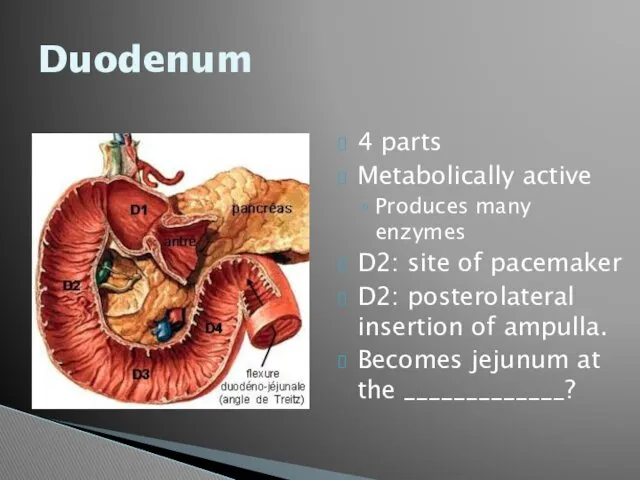 Duodenum 4 parts Metabolically active Produces many enzymes D2: site of pacemaker D2: