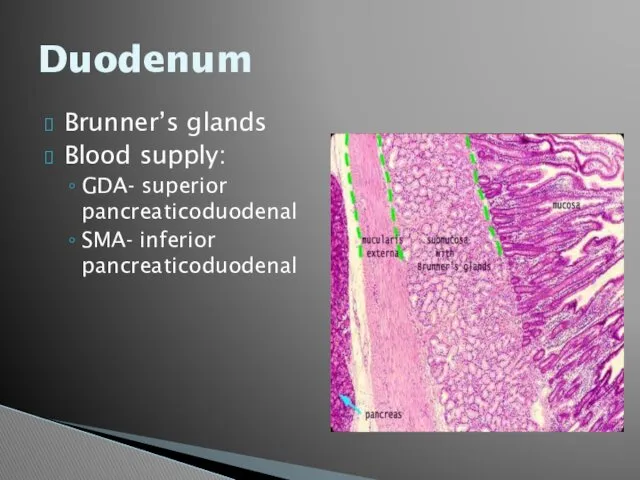 Duodenum Brunner’s glands Blood supply: GDA- superior pancreaticoduodenal SMA- inferior pancreaticoduodenal