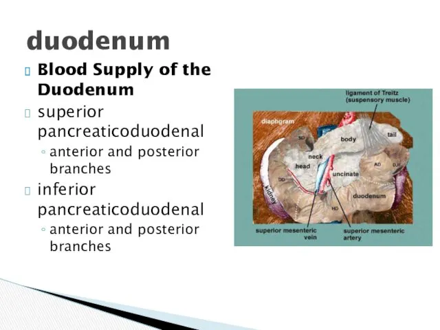 Blood Supply of the Duodenum superior pancreaticoduodenal anterior and posterior branches inferior pancreaticoduodenal