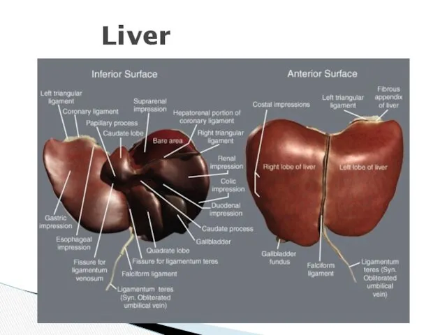 Liver